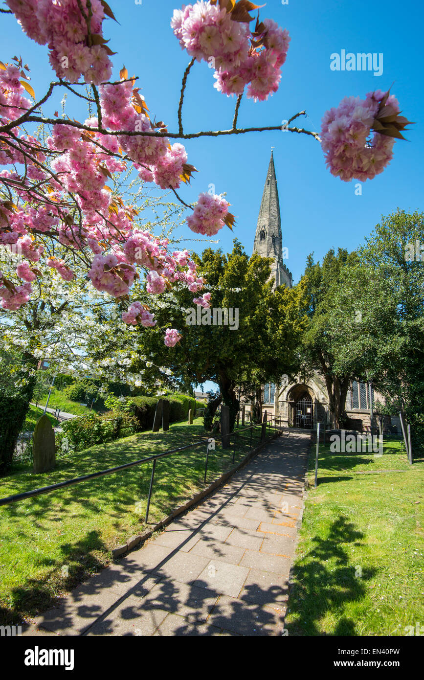 Spring blossom at All Hallows Church in Gedling, Nottingham Nottinghamshire England UK Stock Photo