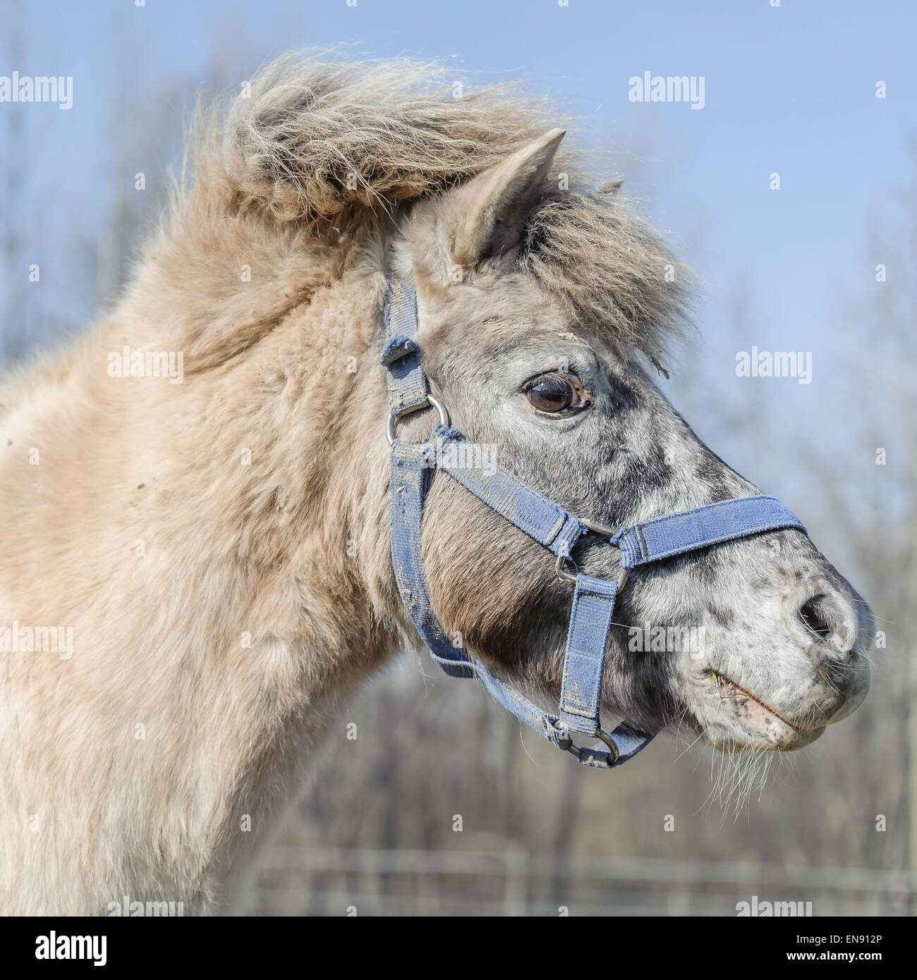 Closeup portrait of a beautiful horse pony Stock Photo