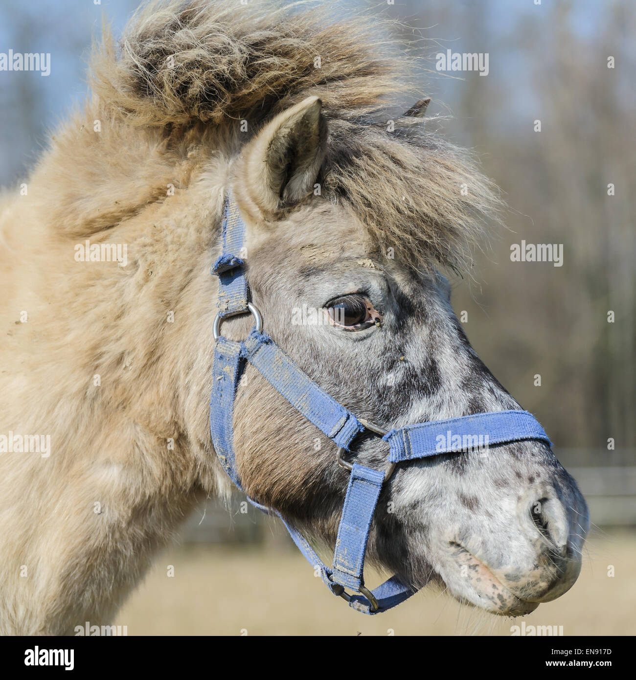 Closeup portrait of a beautiful horse pony Stock Photo