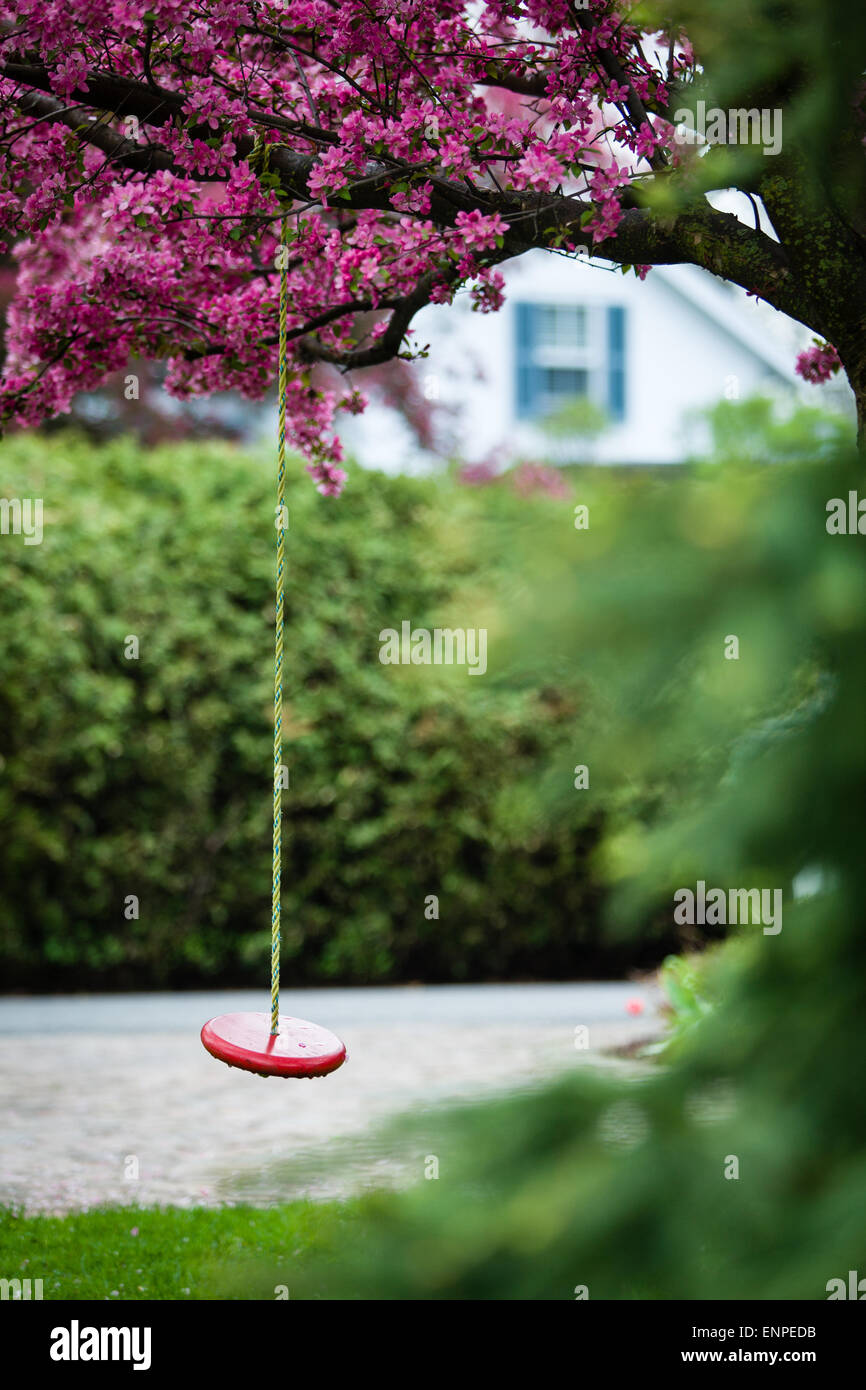 Rope swing hanging from a flowering tree. Stock Photo