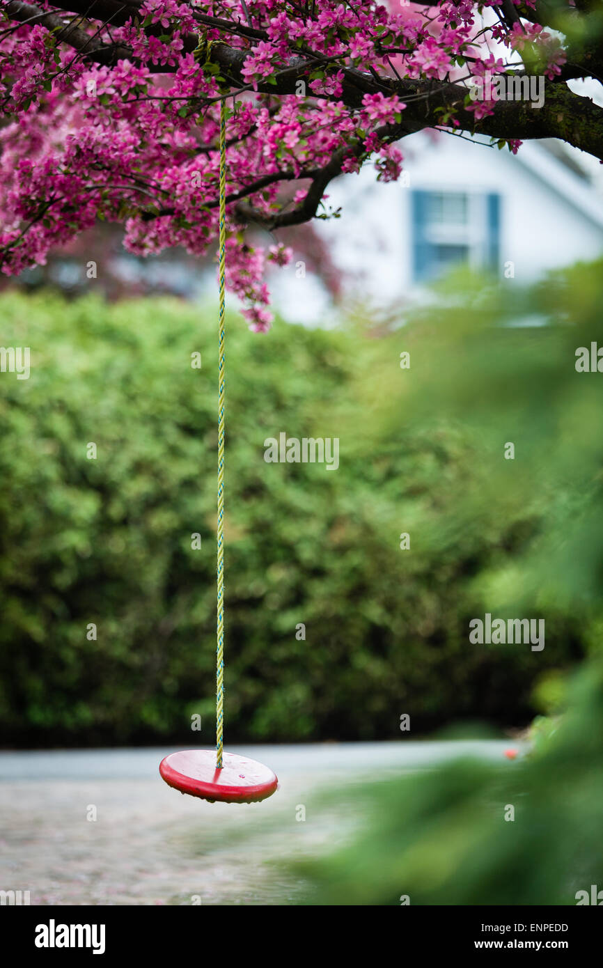 Rope swing hanging from a flowering tree. Stock Photo