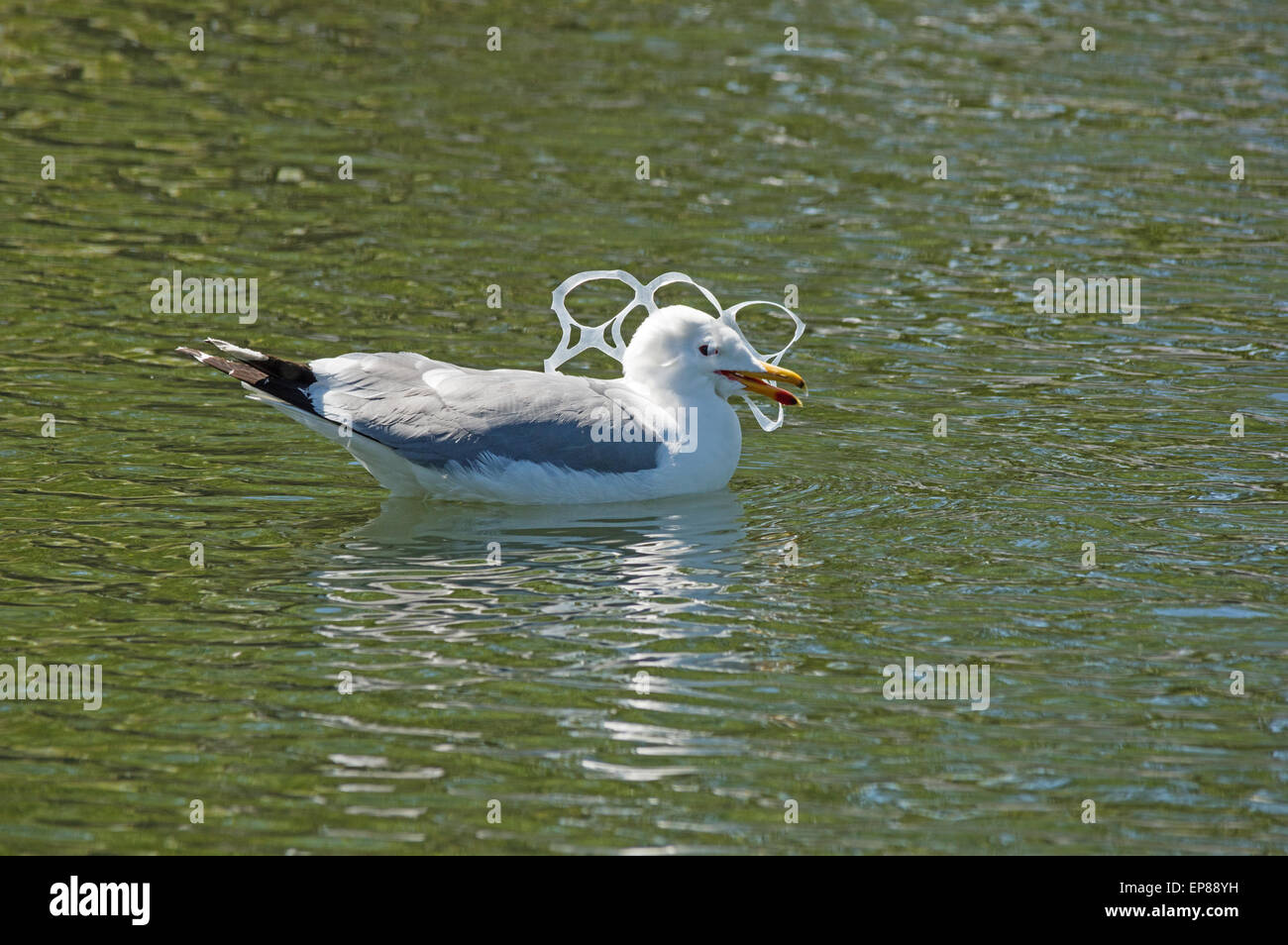 gull with its head caught in a plastic six-pack holder pollution Stock Photo