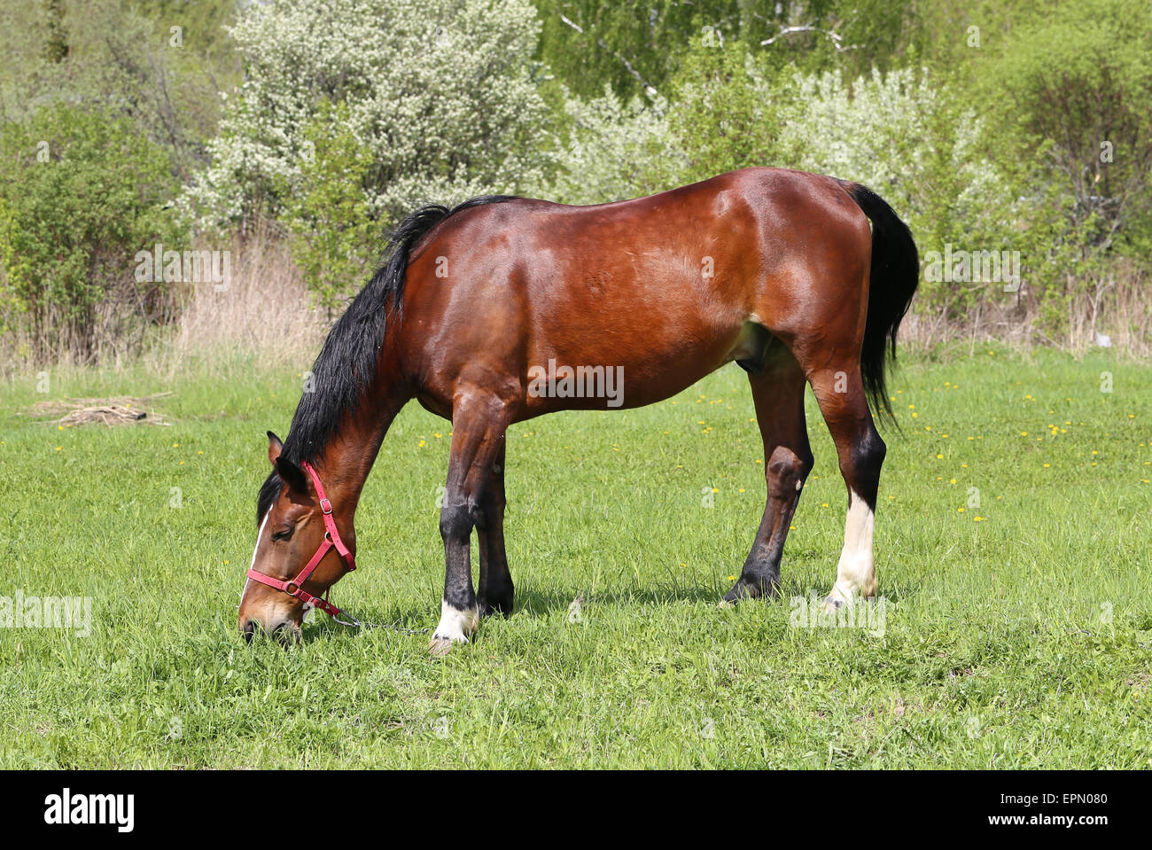 bright red beautiful horse on a green meadow Stock Photo