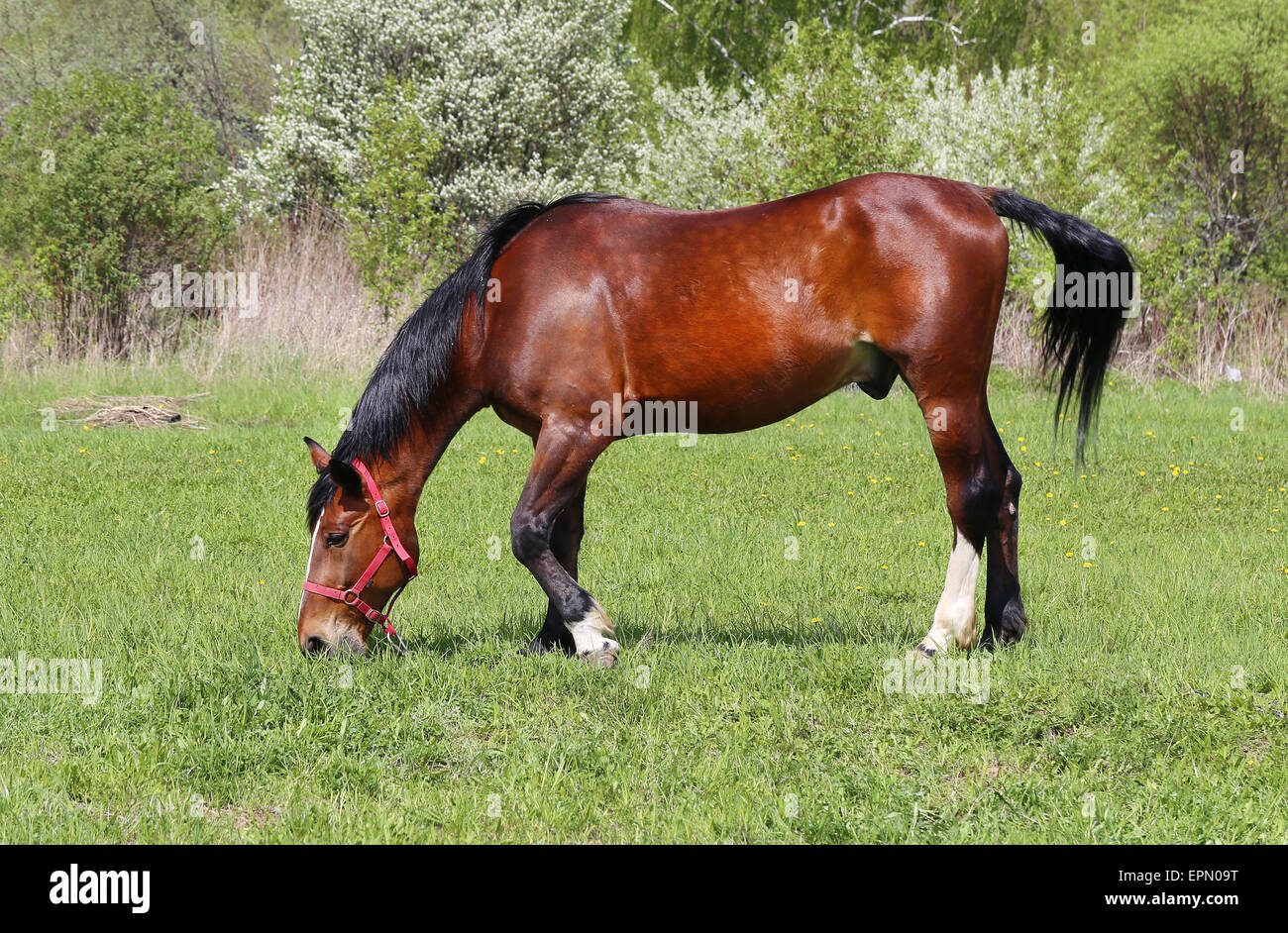 bright red beautiful horse on a green meadow Stock Photo