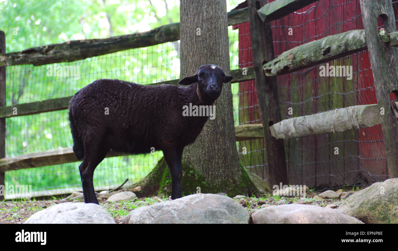 A black goat by a barn Stock Photo