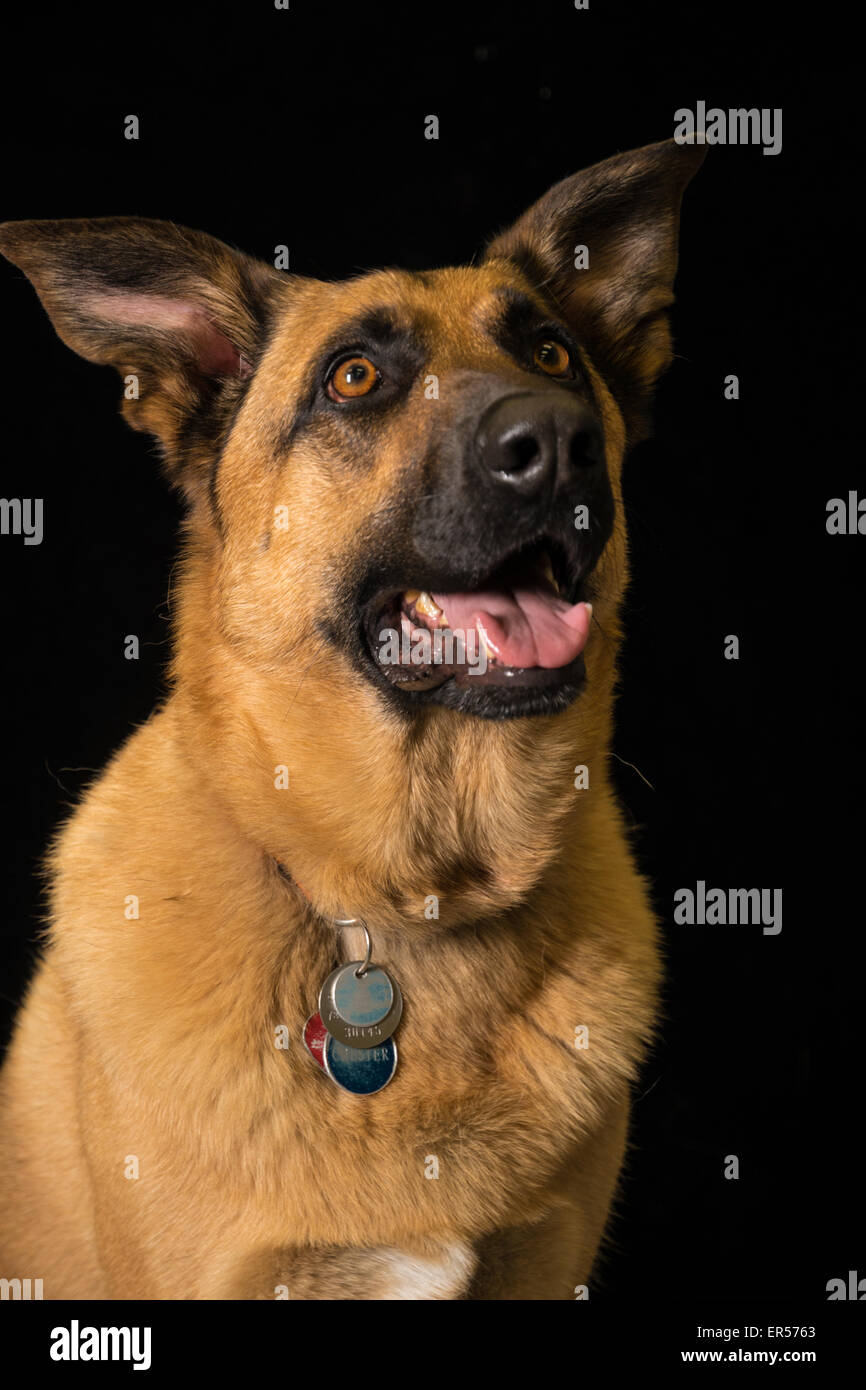 Portrait of a German Shepherd cross dog, Canis lupis familiaris, against a black background Stock Photo