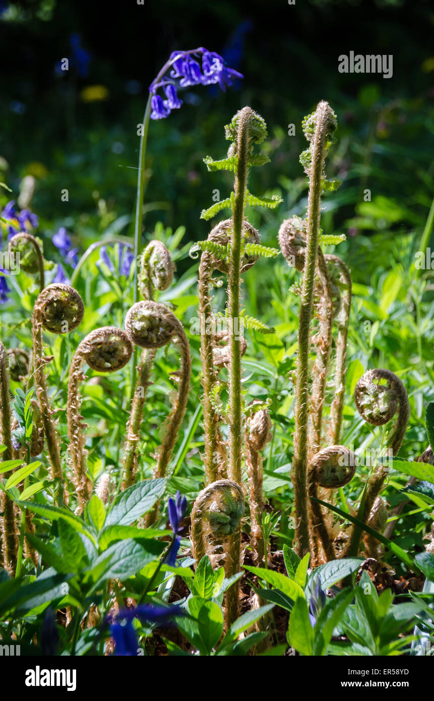 Bluebells and emerging ferns at Westonbirt Arboretum Stock Photo