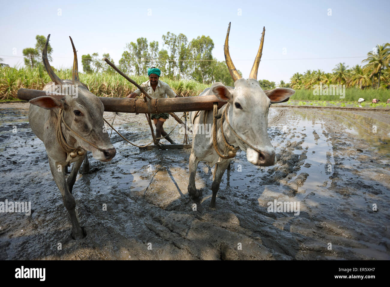 Ox plow on flooded rice field, Somanathapura, Karnataka, India Stock Photo