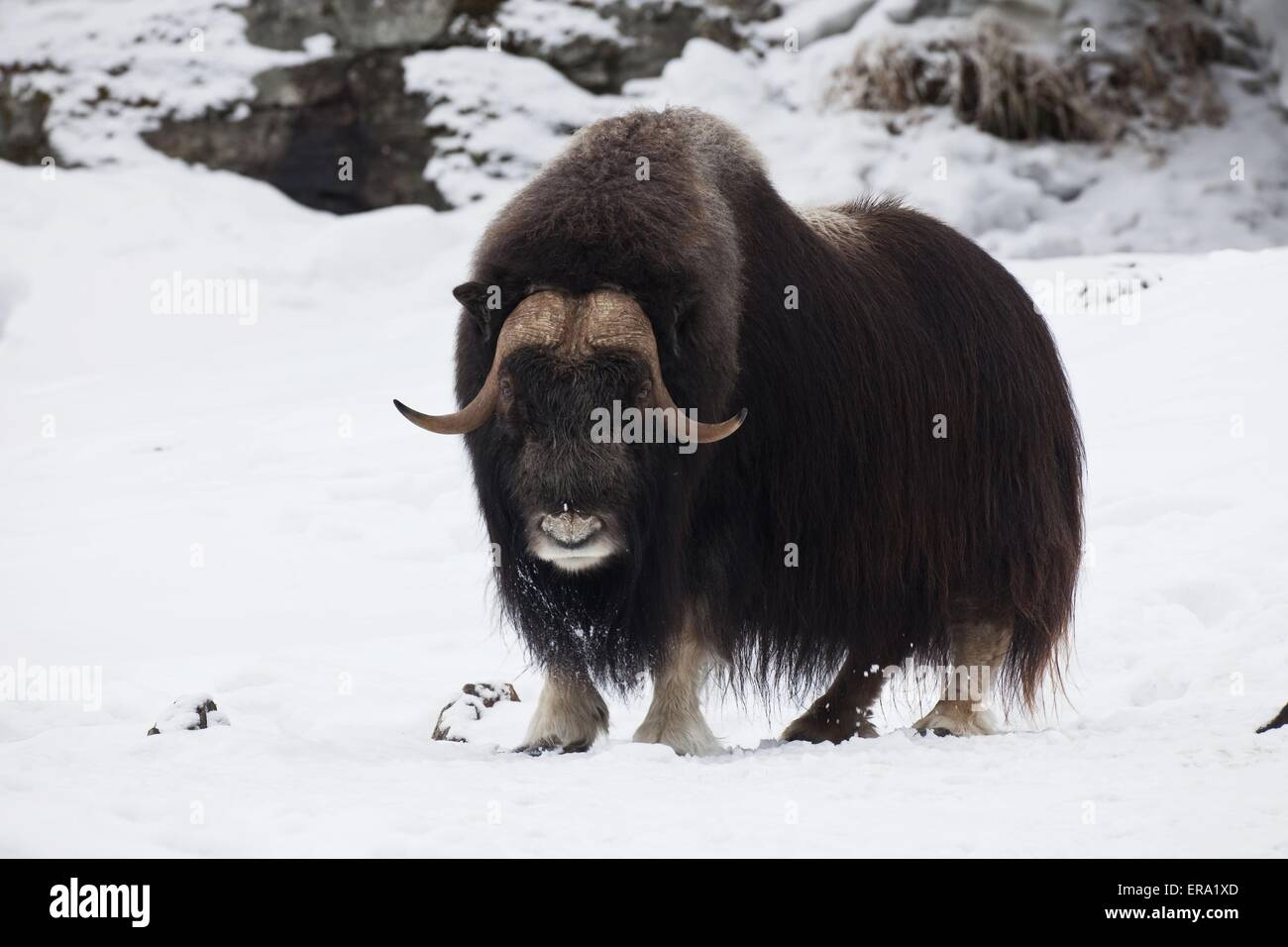 musk ox Stock Photo