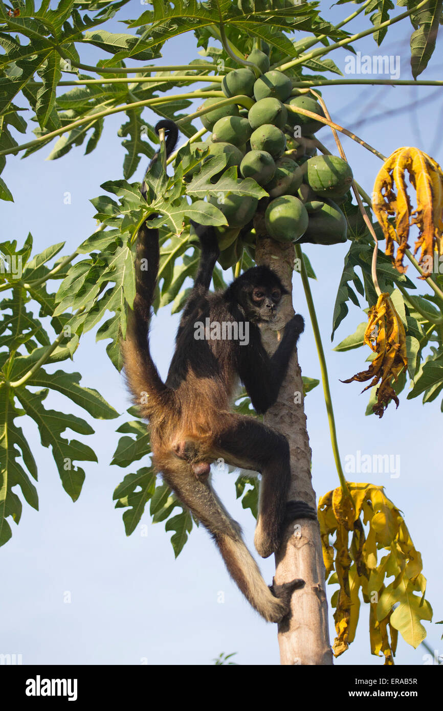 Geoffroy's spider monkey (Ateles geoffroyi), aka Black-handed Spider Monkey climbing papaya tree Stock Photo