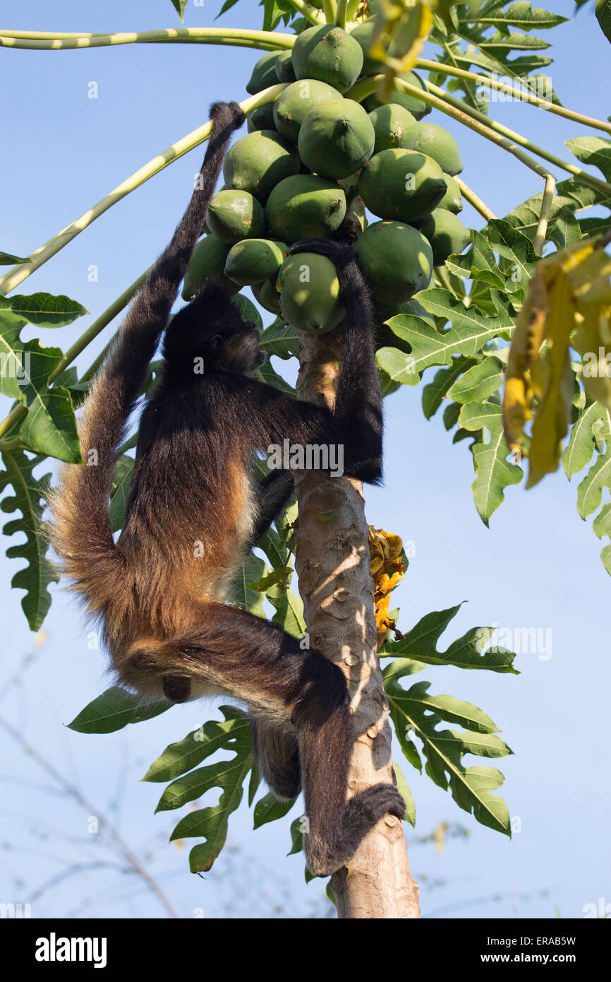 Geoffroy's spider monkey (Ateles geoffroyi) feeding on papaya fruit, Also known as Black-handed Spider Monkey Stock Photo