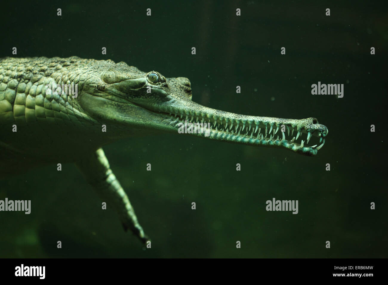 Gharial (Gavialis gangeticus), also knows as the gavial at Prague Zoo, Czech Republic. Stock Photo