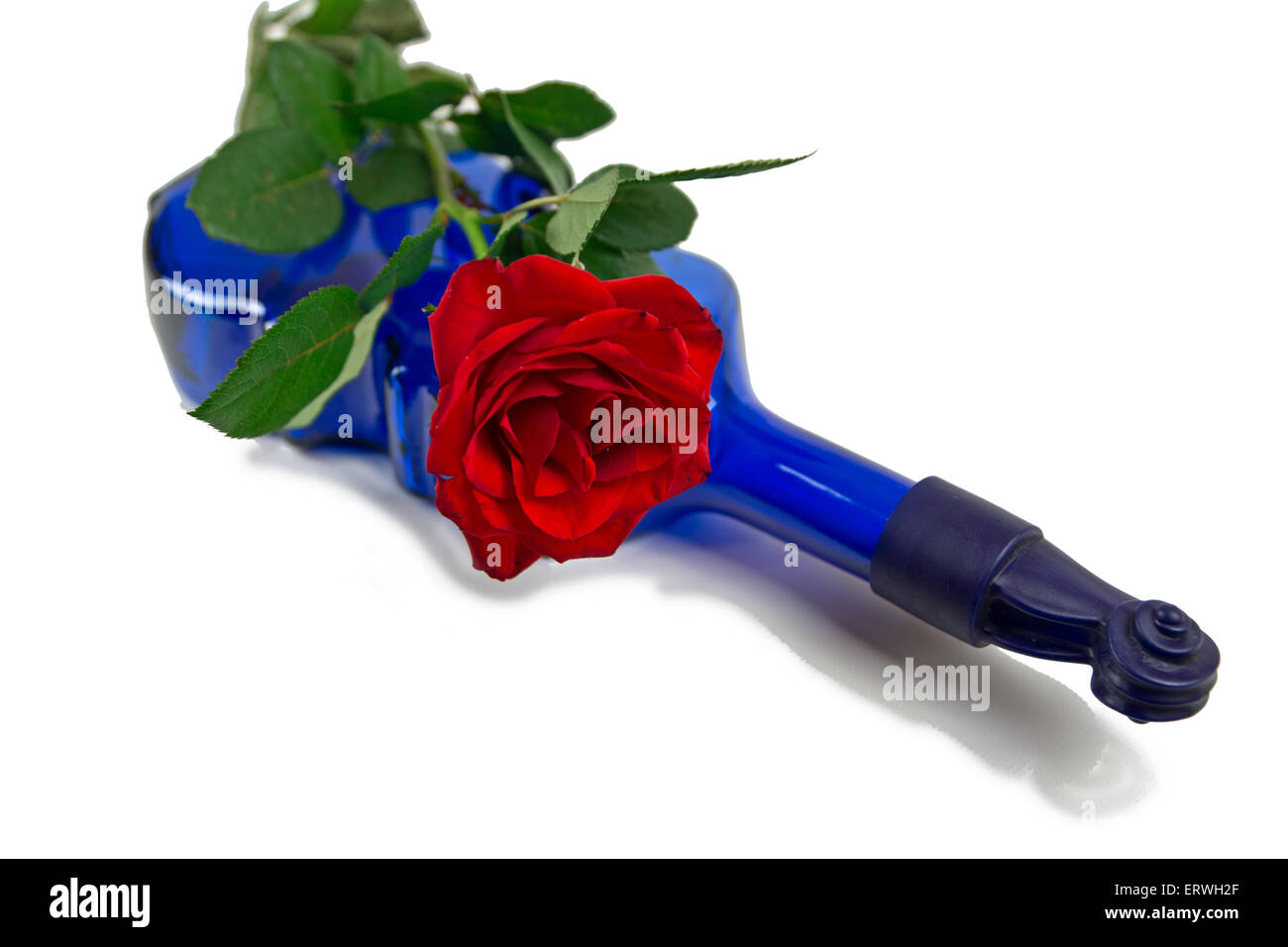 Red rose on blue wine bottle Stock Photo