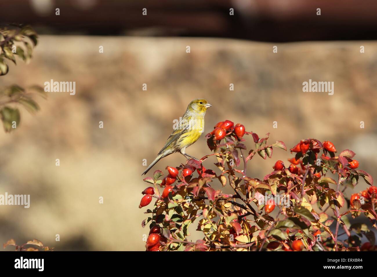 common canary Stock Photo