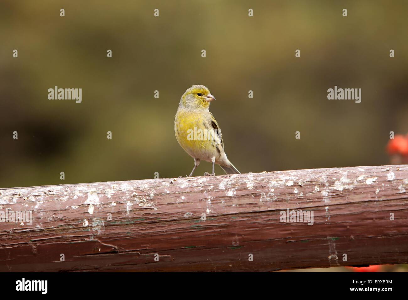 common canary Stock Photo