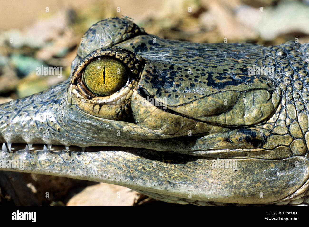 Crocodile eye and ear of gharial gavialis gangeticus Stock Photo