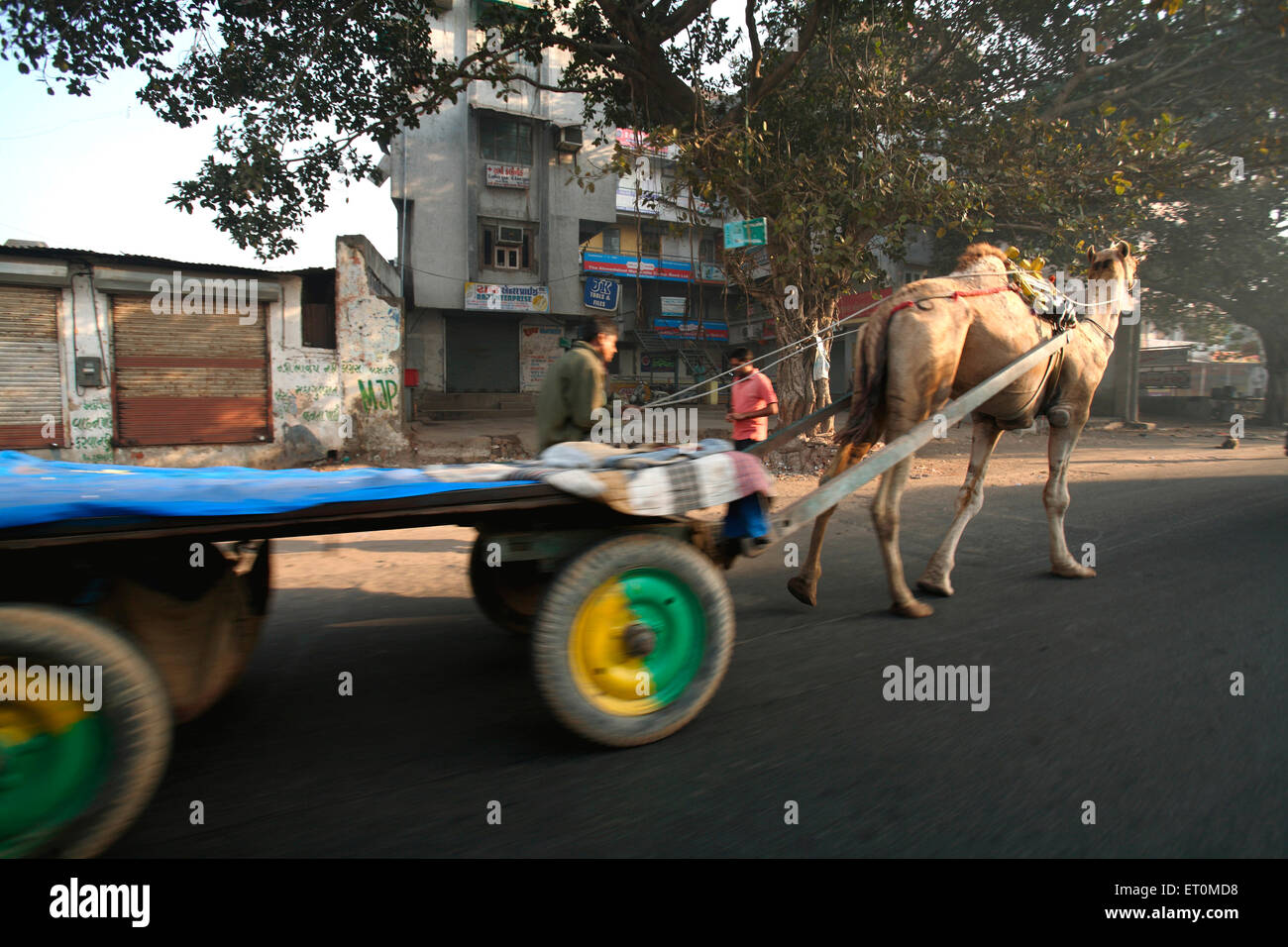 Camel cart, Ahmedabad, Gujarat, India Stock Photo