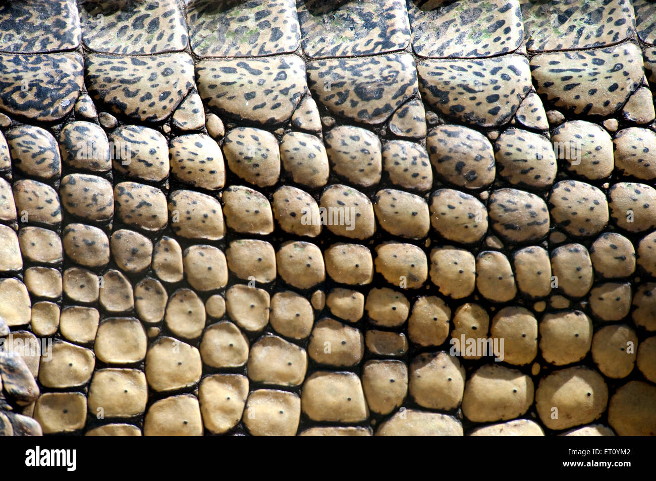 Closeup skin of gharial gavialis gangeticus ; India ; Asia Stock Photo