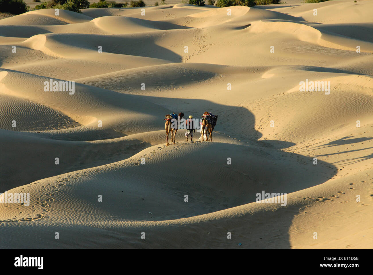 Camels desert sam sand dunes Jaisalmer Rajasthan India Stock Photo