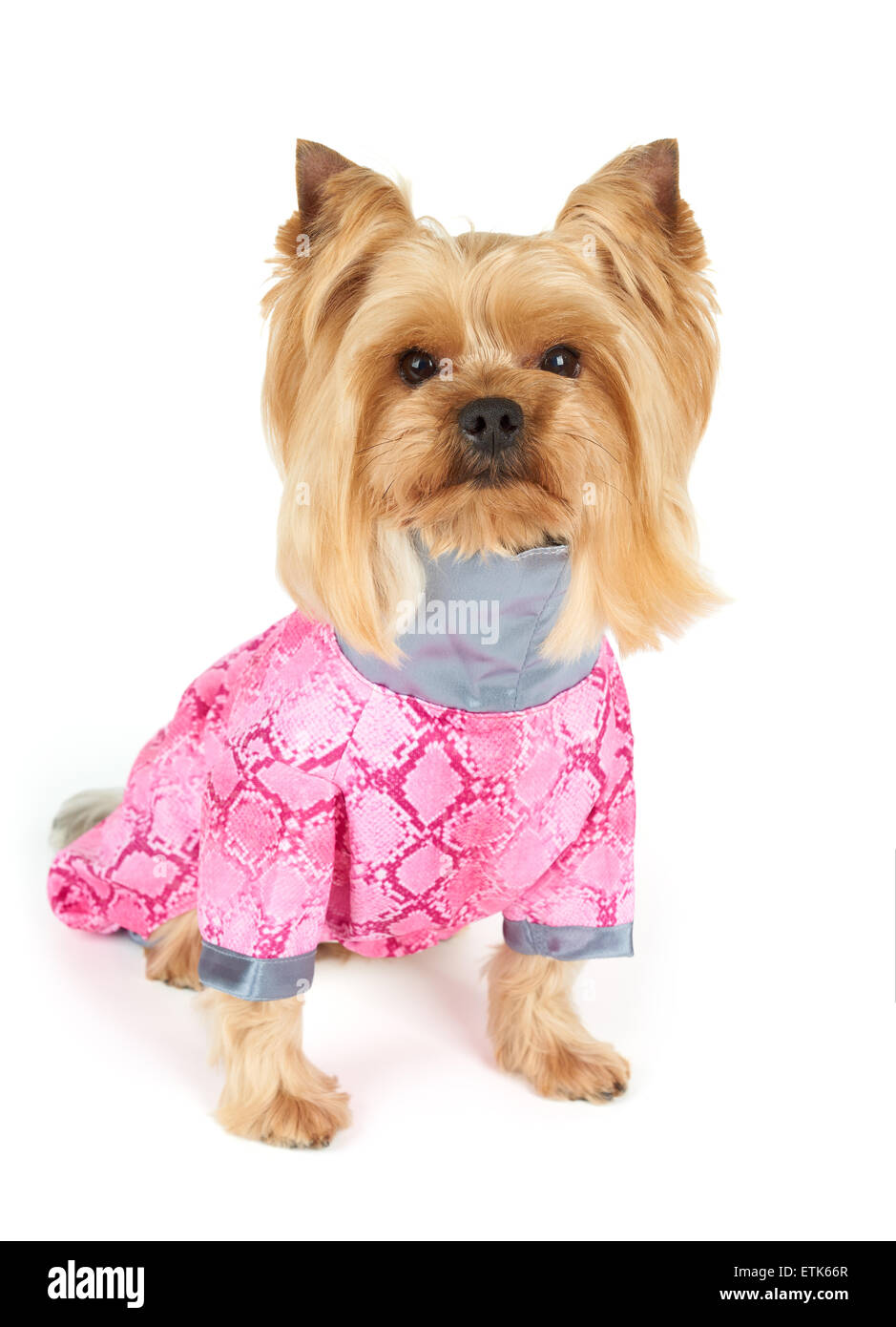 Yorkshire Terrier with stylish haircut wearing pink coveralls sits on white background Stock Photo