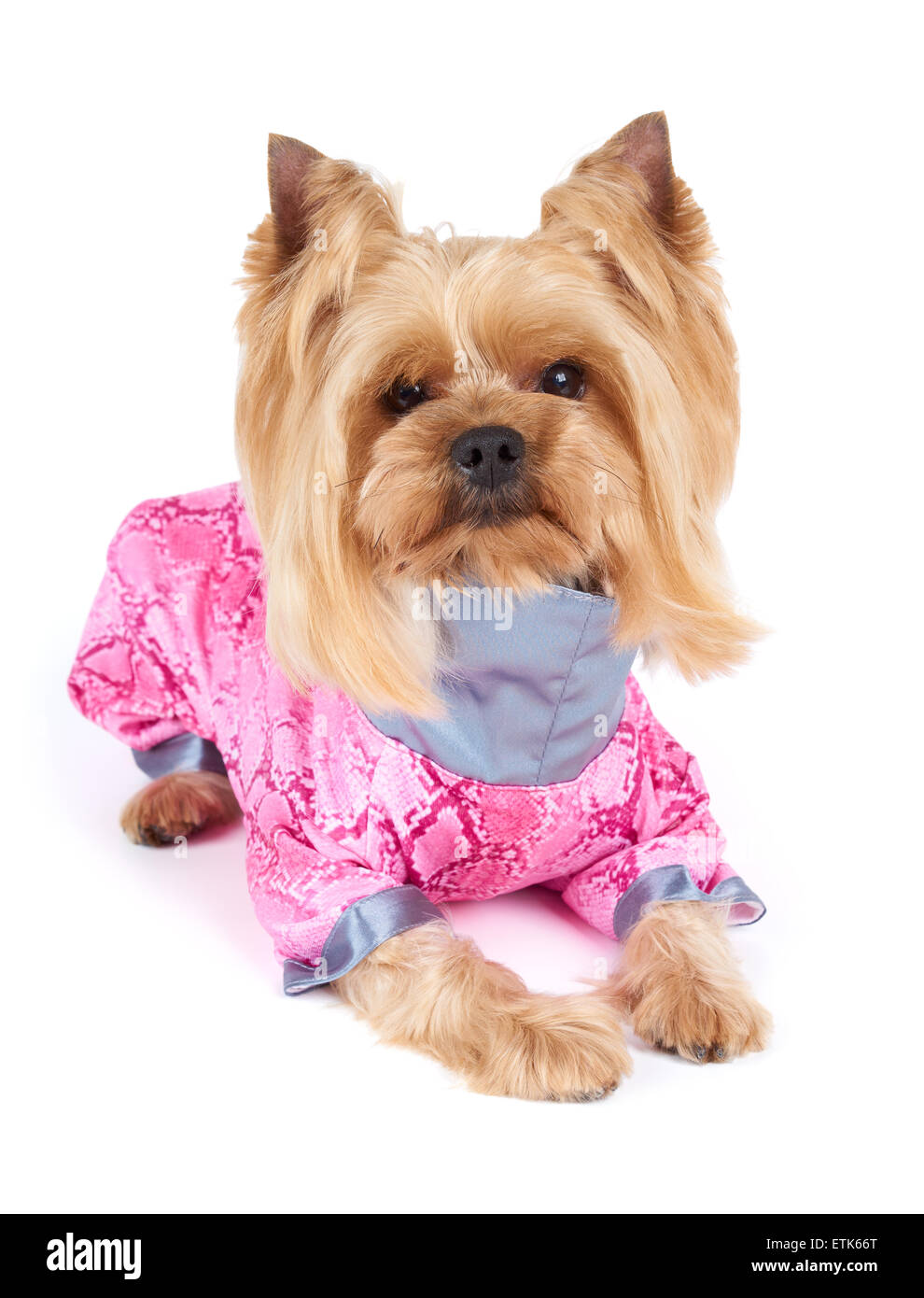 Yorkshire Terrier with stylish haircut wearing pink coveralls sits on white background Stock Photo