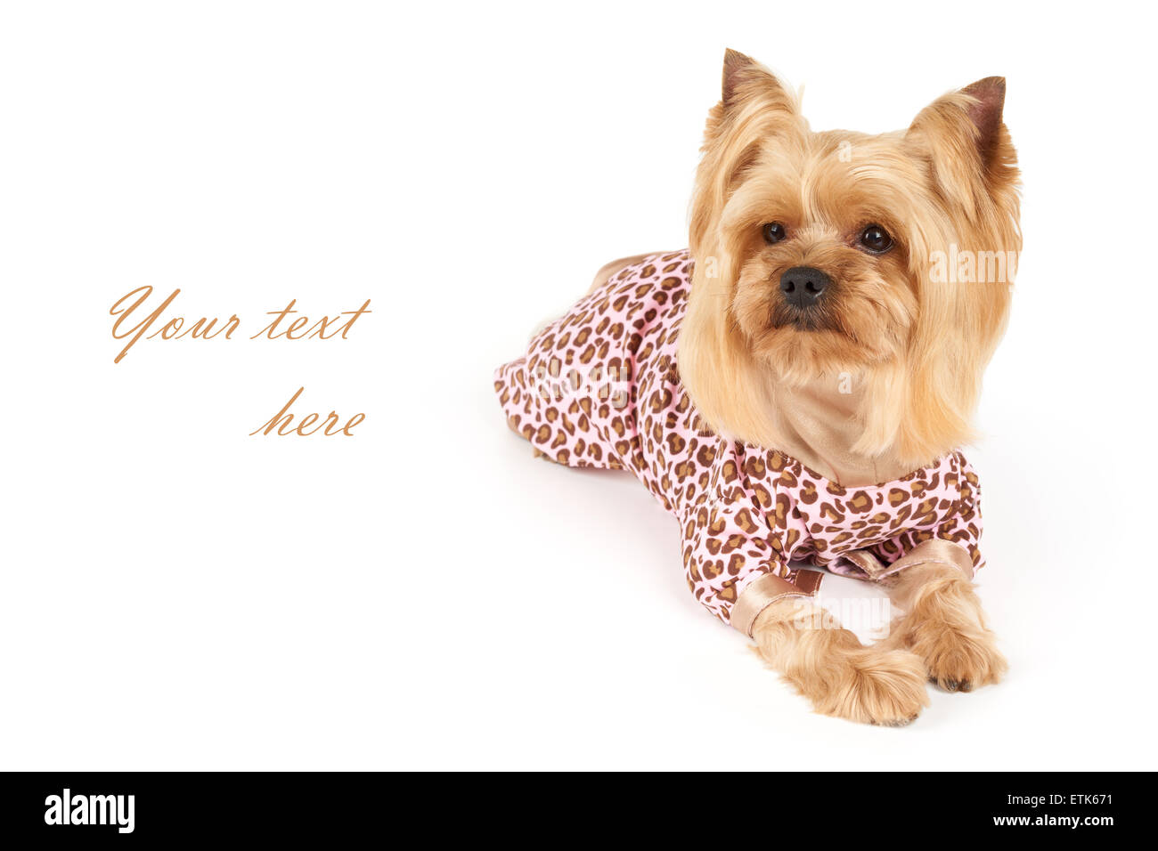 Photograph of the Yorkshire Terrier in patchy coveralls with space for text Stock Photo