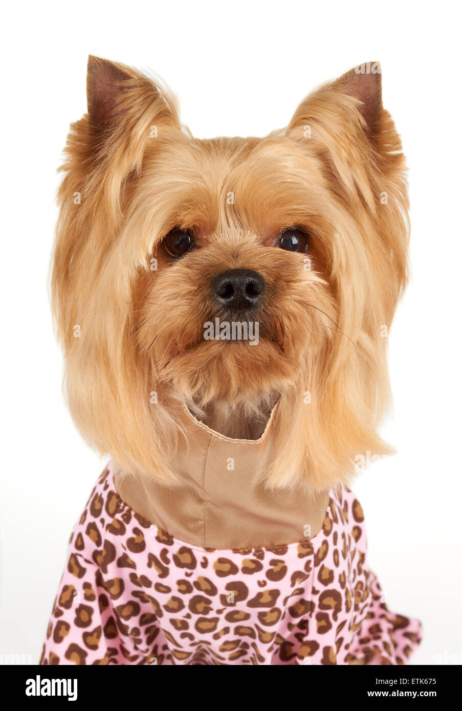 Portrait of the Yorkshire Terrier in coveralls with stylish haircut over white Stock Photo