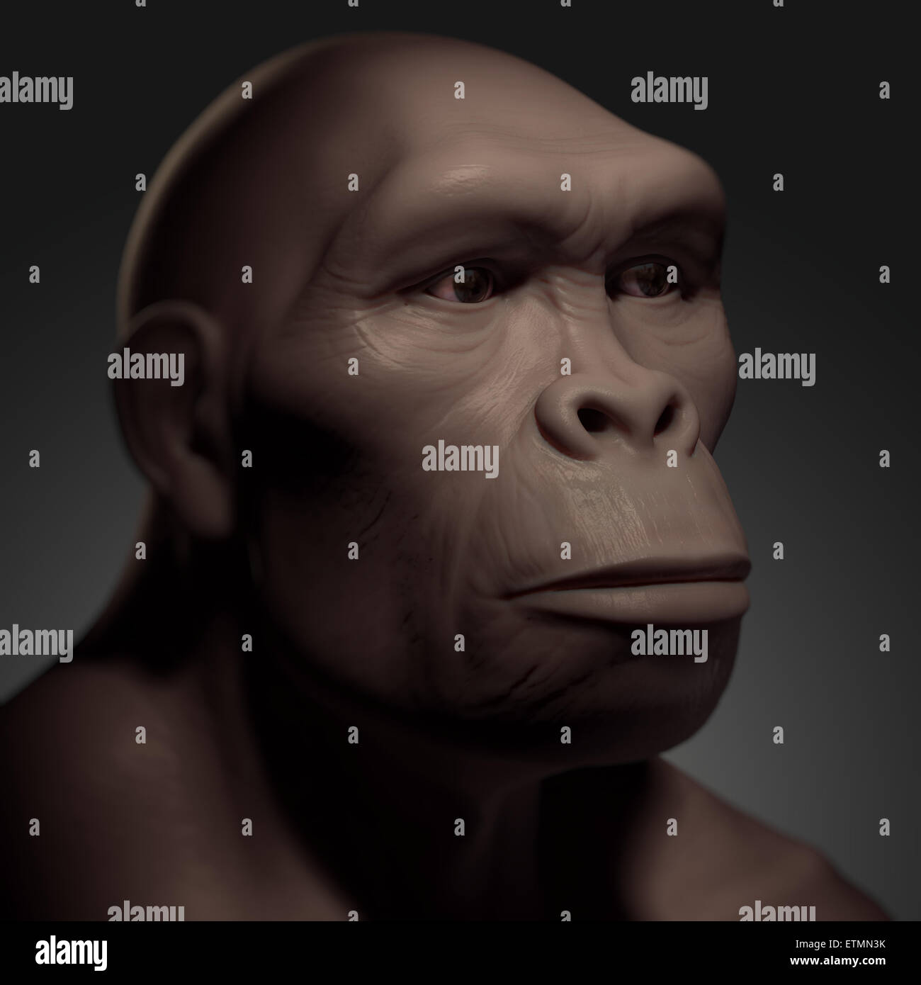 Depiction of a Homo Habilis, an extinct genus of hominids and ancestor to Homo Sapiens Stock Photo