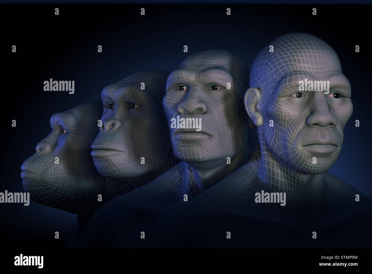 Conceptual image showing four stages of human evolution; Australopithecus, Homo Habilis, Homo Erectus and Homo Sapiens. Stock Photo