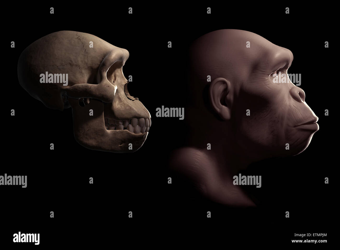 Depiction of a Homo Habilis next to a Homo Habilis skull for comparison. Homo Habilis is an extinct genus of hominids and ancestor to Homo Sapiens. Stock Photo