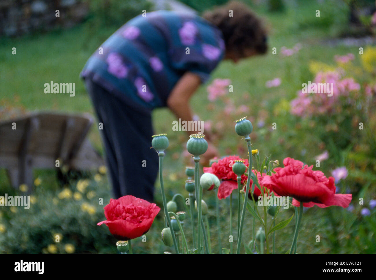 Soft focus view of a woman dead-heading perennials in a country garden Stock Photo