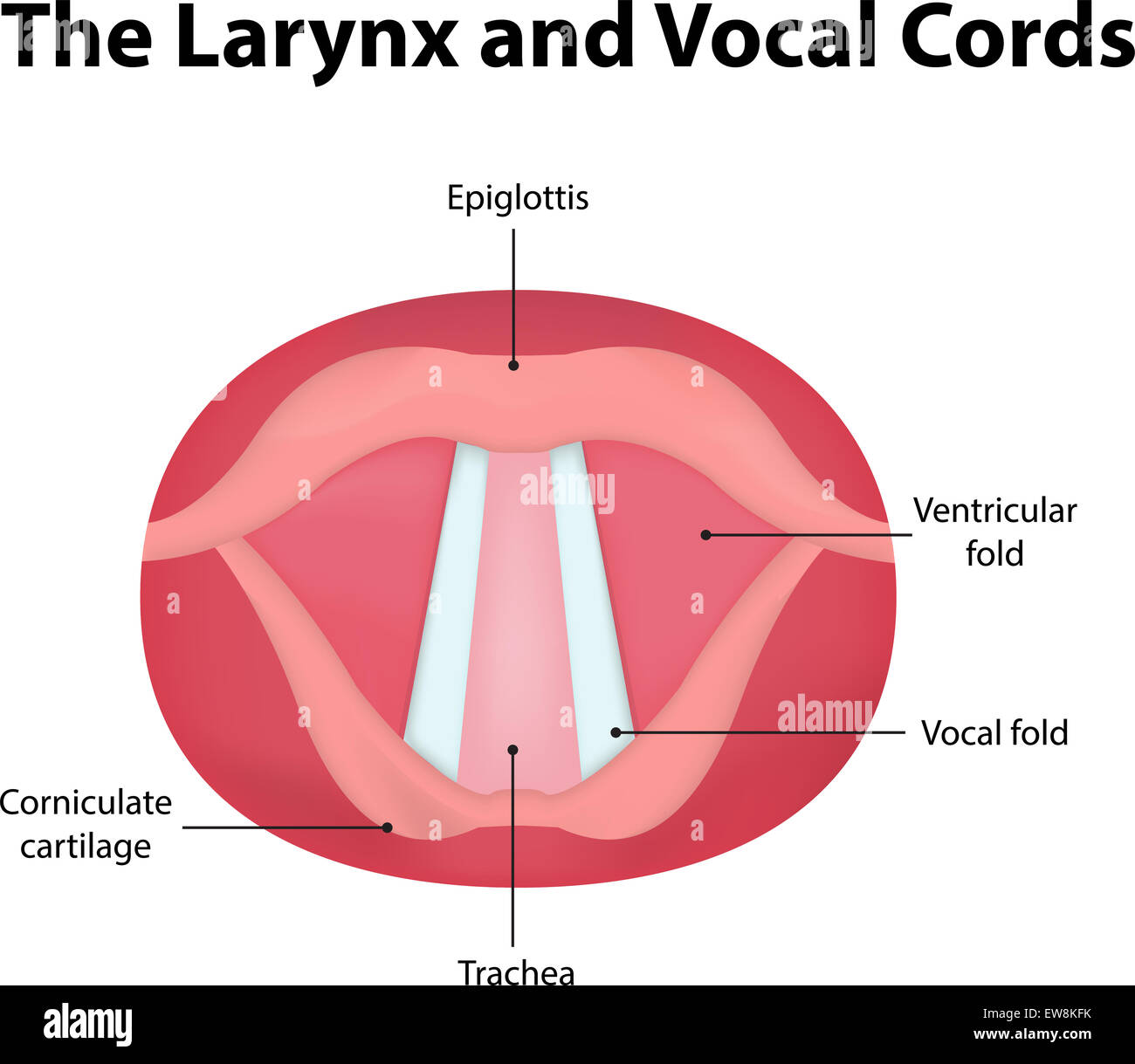 Vocal Folds Diagram