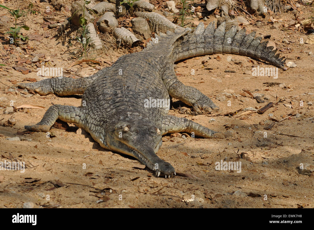 Gharial (Gavialis gangeticus) Stock Photo