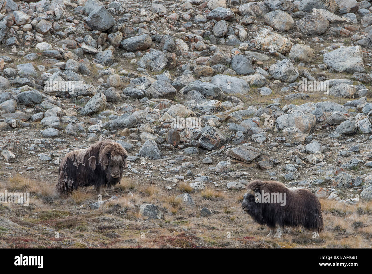 Muskox or musk ox (Ovibos moschatus), Emperor Franz Joseph Fjord, Northeast Greenland National Park, Greenland Stock Photo