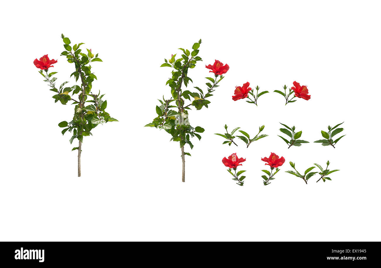 Hibiscus branches and leaves isolated. Red hibiscus flowers with green leaves isolated on white background for decor elements. Stock Photo