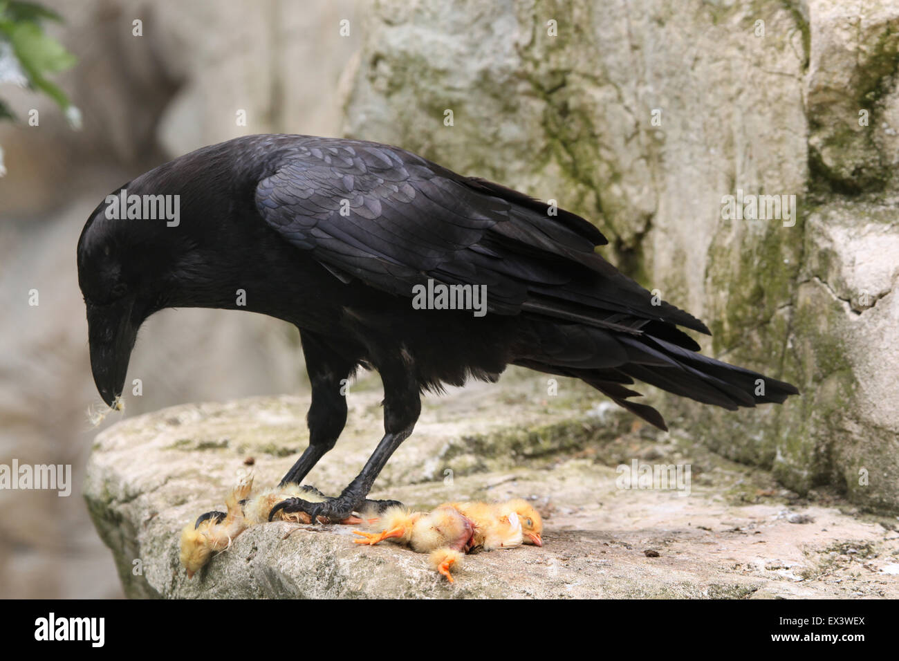 Common raven (Corvus corax) eating dead chicken at Frankfurt Zoo in Frankfurt am Main, Hesse, Germany. Stock Photo