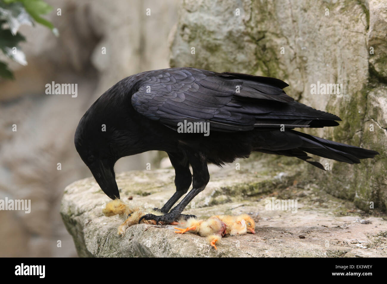 Common raven (Corvus corax) eating dead chicken at Frankfurt Zoo in Frankfurt am Main, Hesse, Germany. Stock Photo