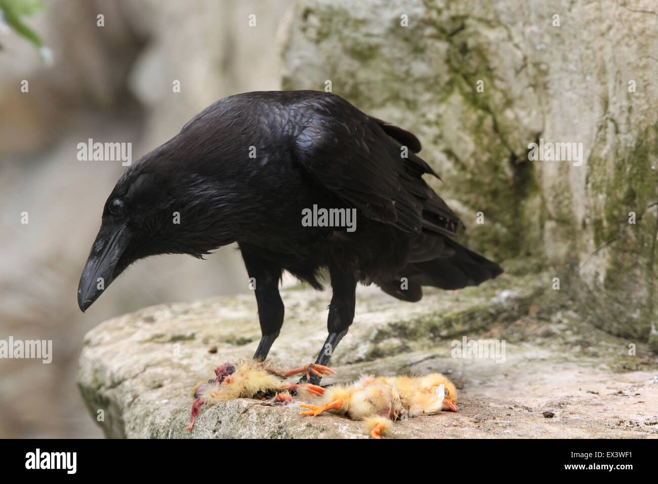 Common raven (Corvus corax) eating dead chicken at Frankfurt Zoo in Frankfurt am Main, Hesse, Germany. Stock Photo