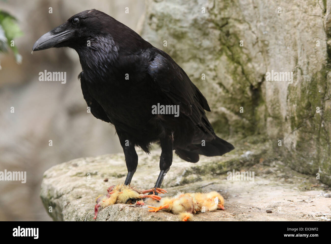 Common raven (Corvus corax) eating dead chicken at Frankfurt Zoo in Frankfurt am Main, Hesse, Germany. Stock Photo