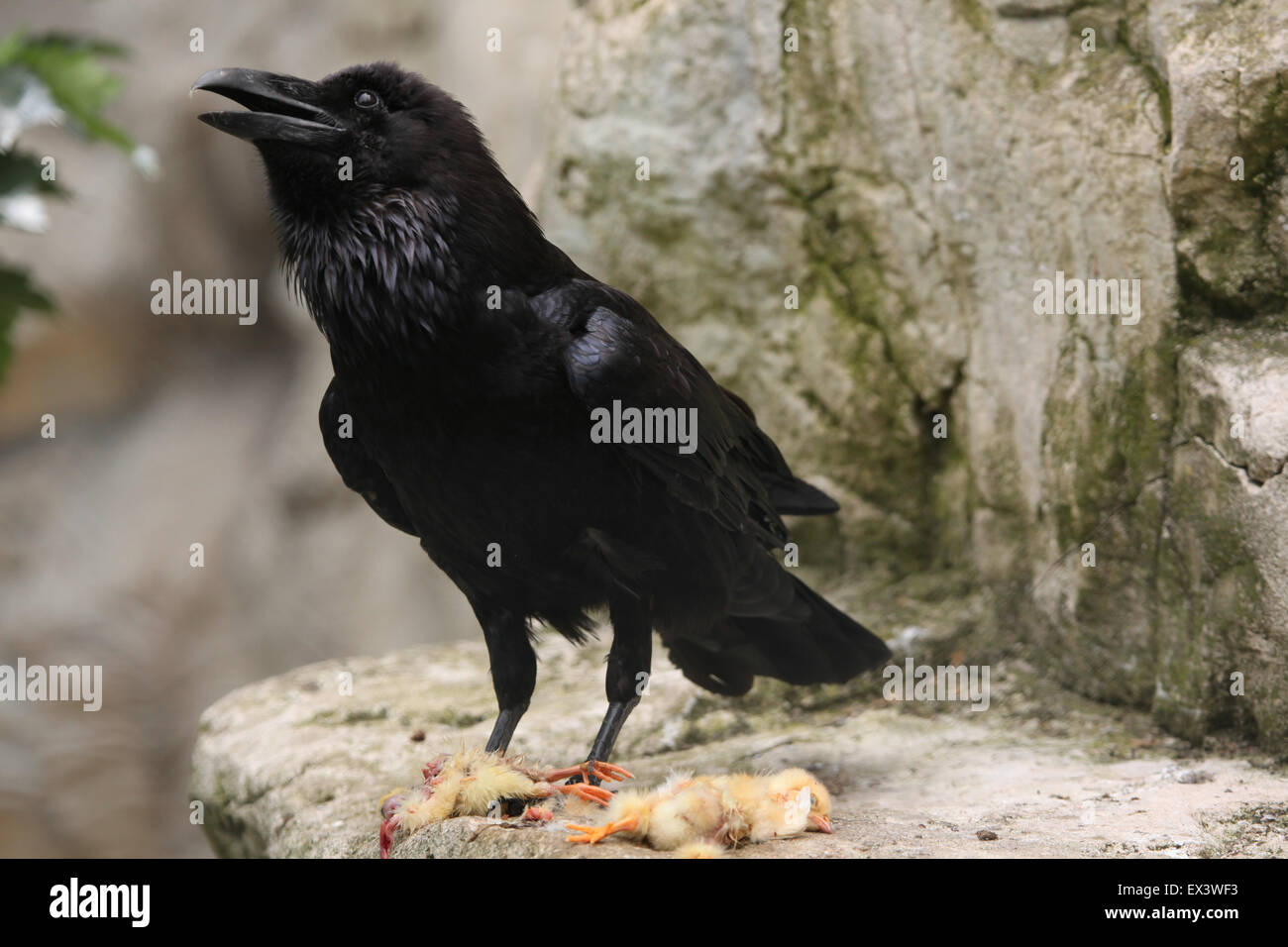 Common raven (Corvus corax) eating dead chicken at Frankfurt Zoo in Frankfurt am Main, Hesse, Germany. Stock Photo