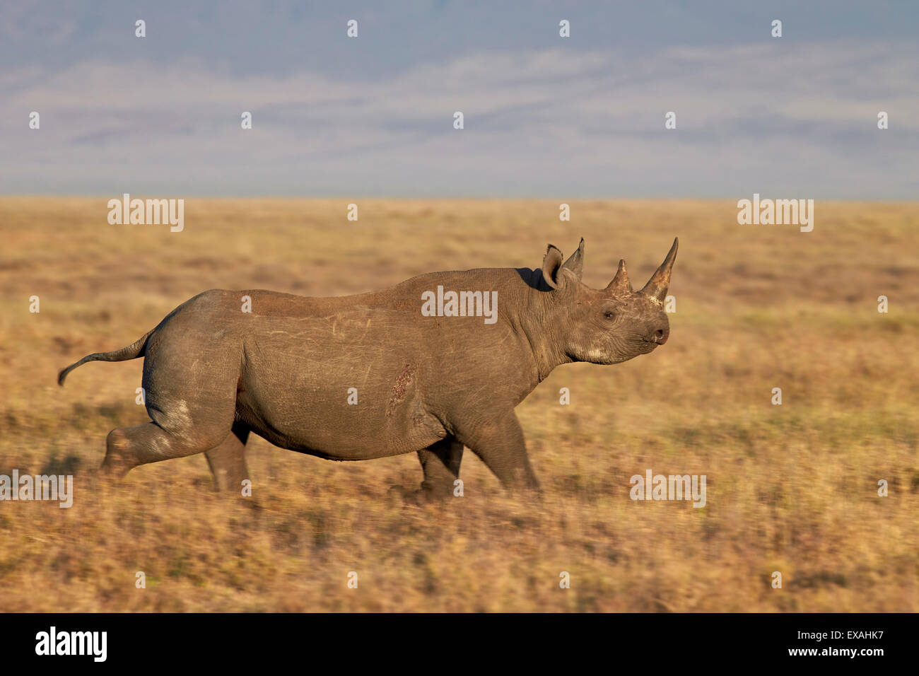 Black rhinoceros (hook-lipped rhinoceros) (Diceros bicornis) running, Ngorongoro Crater, Tanzania, East Africa, Africa Stock Photo