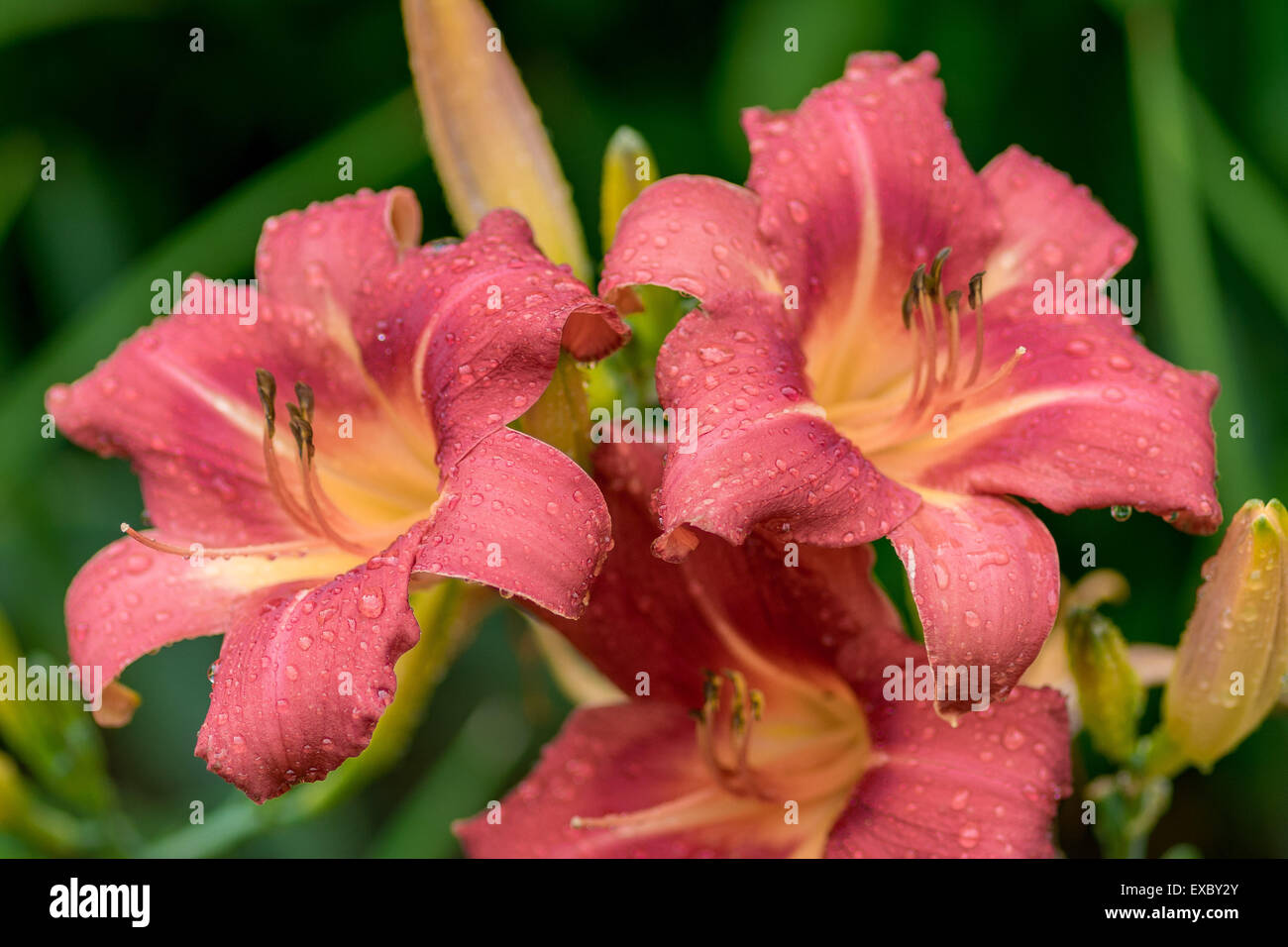 Red lily flowers in raindrops Hemerocallis Stock Photo