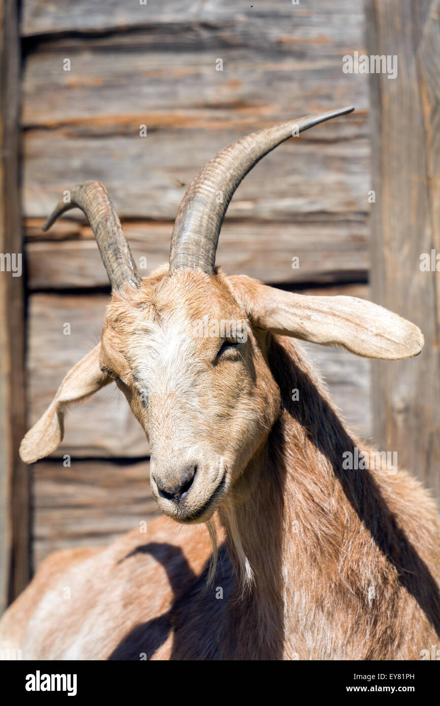 The head of a white goat with background blur Stock Photo