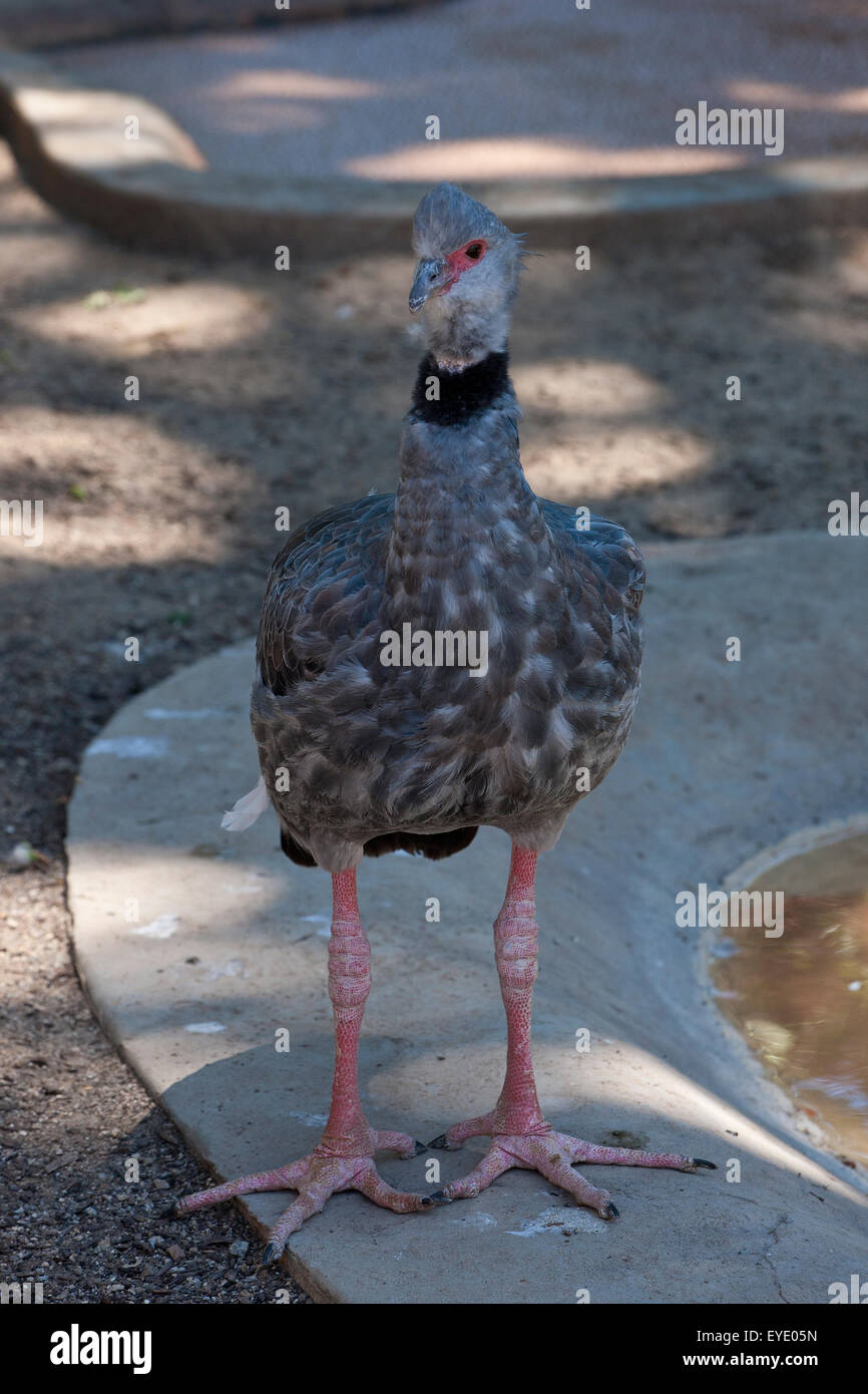 Crested screamer (Chauna torquata), Charles Paddock Zoo, Atascadero, California, United States of America Stock Photo