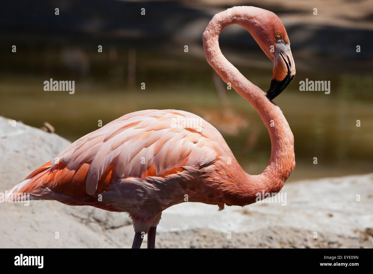 American flamingo / Caribbean flamingo (Phoenicopterus ruber) Charles Paddock Zoo, Atascadero, California, United States of America Stock Photo