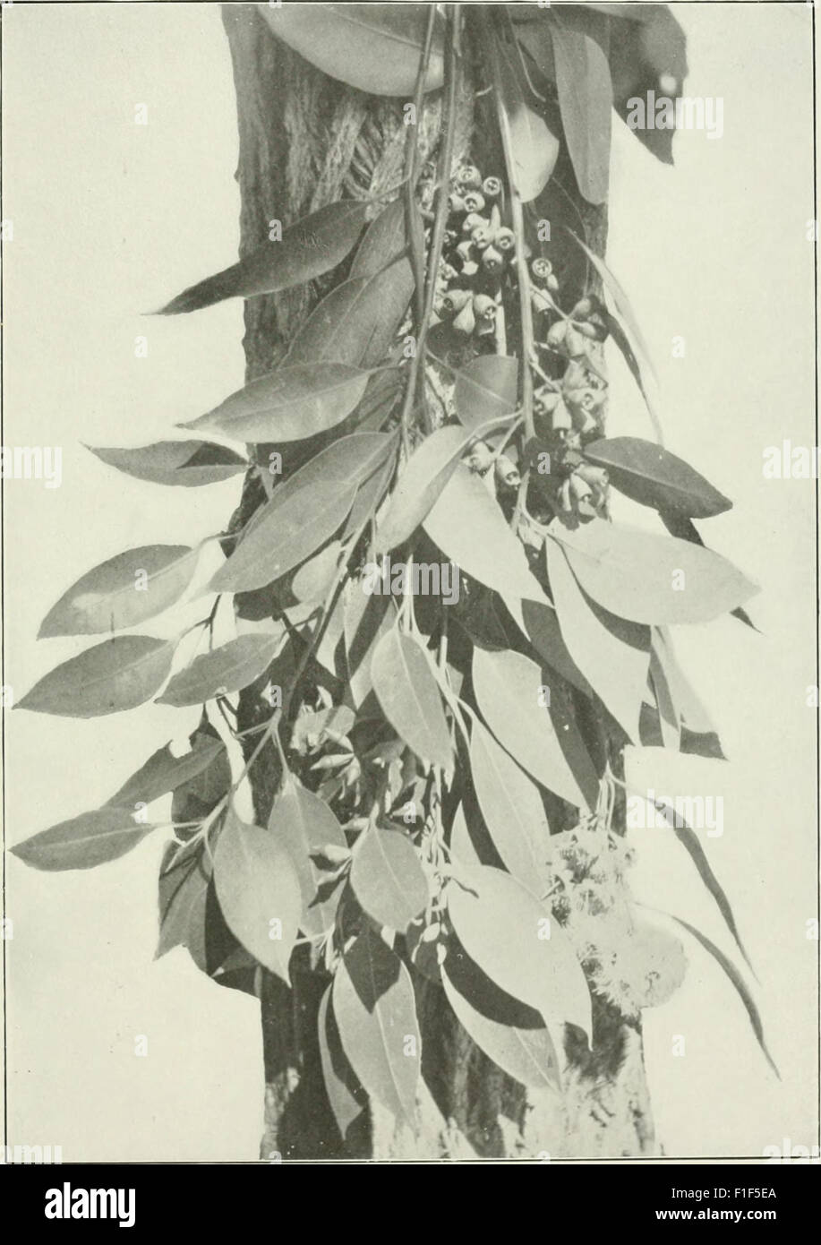 Eucalyptus Eucalyptus robusta in "Eucalypts cultivated in the United States" (1902) Stock Photo