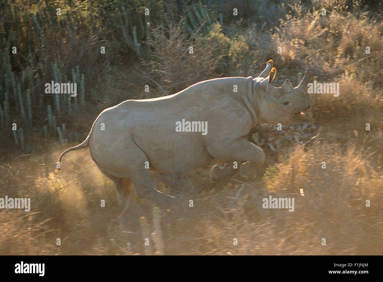 Black Rhinoceros Running Through Field Addo Elephant National Park Eastern Cape, South Africa Stock Photo