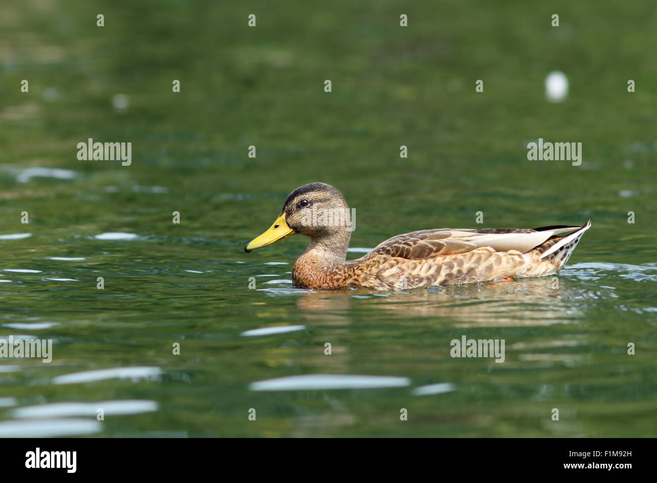 wild mallard duck swimming on the lake surface Stock Photo