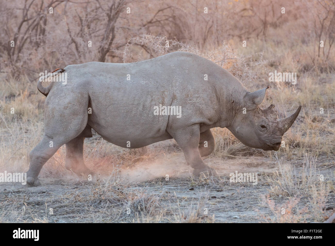 Blurred Rhino running Stock Photo