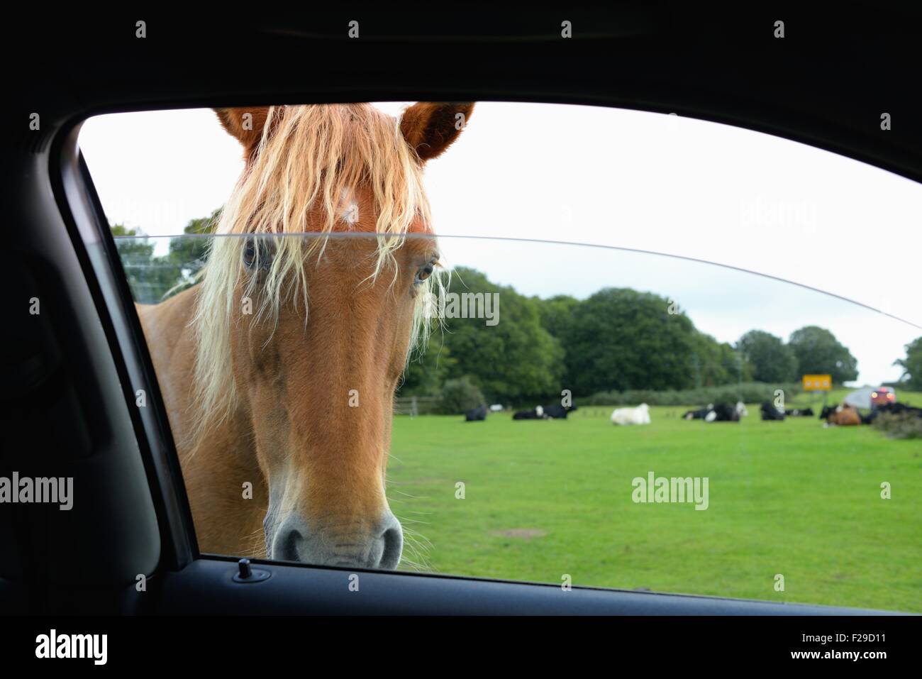 New Forest pony looking in through a car window. Stock Photo